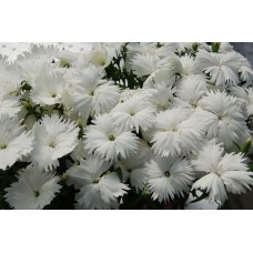 Цветок Гвоздика китайская Диана белая F1 5шт.