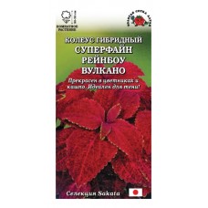 Цветок Колеус Суперфайн Рейнбоу Вулкано 10шт. (h-35см)