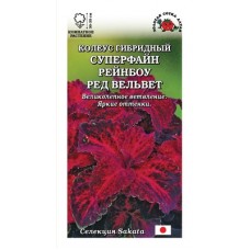 Цветок Колеус Суперфайн Рейнбоу Ред Вельвет 10шт. (h-35см)