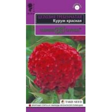 Цветок Целозия Курум красная гребенчатая
