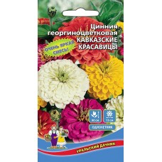 Цветок Цинния Кавказские красавицы-георгиноцветковая