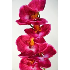 Орхидея Фаленопсис Элегант одиночная бьюти h-85см  арт.16-0011